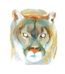 Colourfully painted puma, facing forward